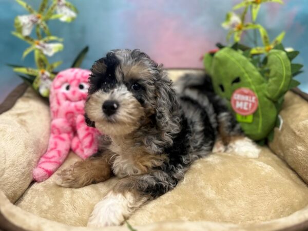 F1B Mini Bernedoodle-Dog-Male-Merle-26732-Petland Las Vegas, Nevada