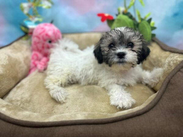 Bichon Frise/Shih Tzu Dog Female Gold and White 26736 Petland Las Vegas, Nevada