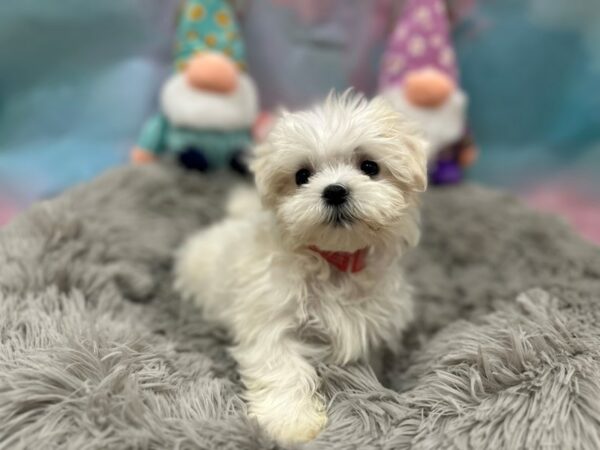 Maltese Dog Female White 26769 Petland Las Vegas, Nevada