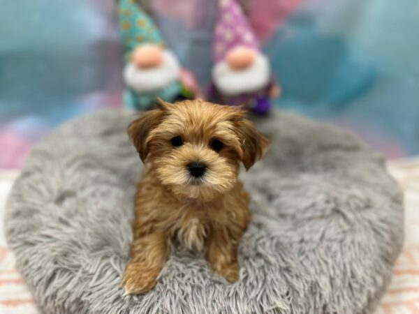 Maltese/Yorkshire Terrier-Dog-Male-Gold-26782-Petland Las Vegas, Nevada