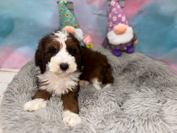 F1B Mini Bernedoodle-Dog-Male-Red-26780-Petland Las Vegas, Nevada