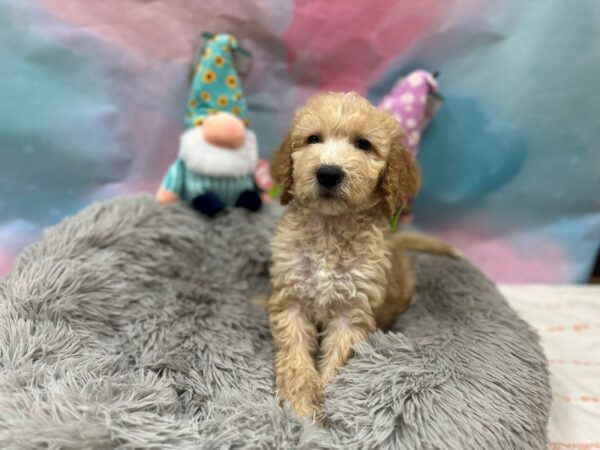 F1B Goldendoodle Dog Male Apricot 26777 Petland Las Vegas, Nevada