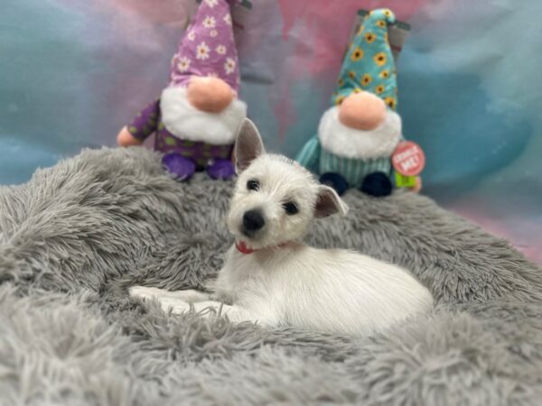 West Highland White Terrier Dog Female White 26773 Petland Las Vegas, Nevada