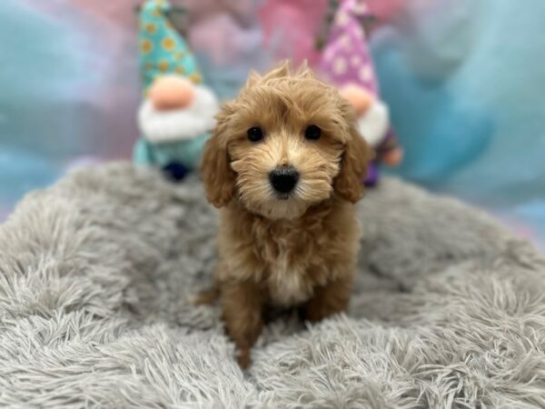 F1B Mini Goldendoodle Dog Female Golden 26779 Petland Las Vegas, Nevada