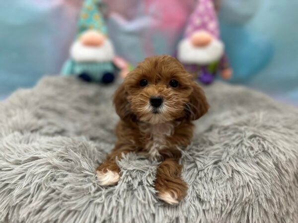 F1B Mini Goldendoodle Dog Female Red 26778 Petland Las Vegas, Nevada