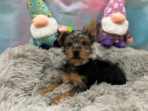 Silky Terrier Dog Male Black and Tan 26763 Petland Las Vegas, Nevada