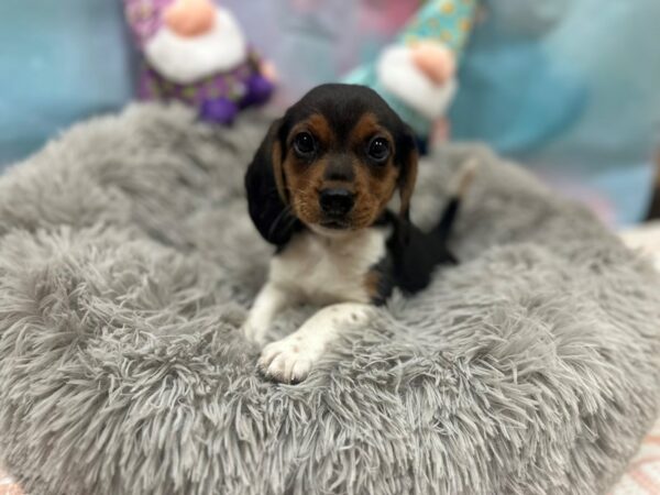 Beagle Dog Female Black Tan / White 26768 Petland Las Vegas, Nevada