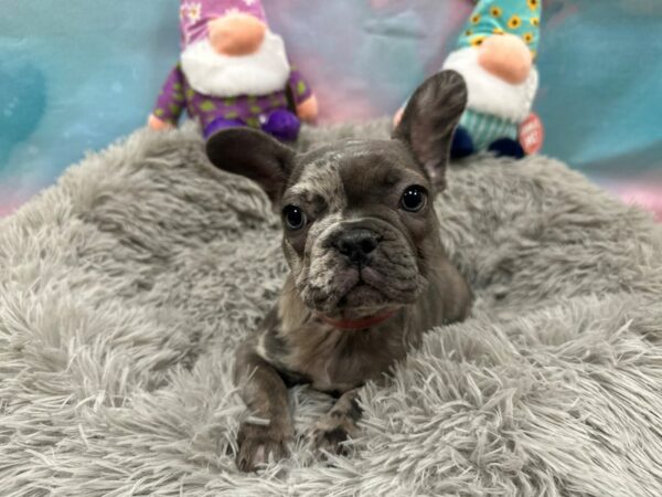 French Bulldog Dog Female Blue Merle 26767 Petland Las Vegas, Nevada