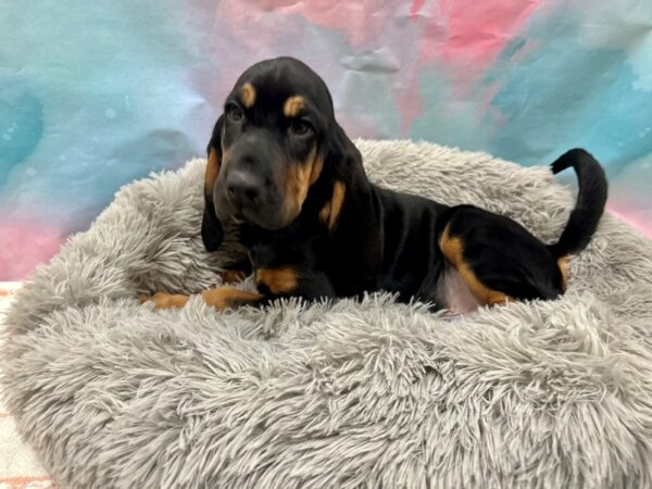 Bloodhound Dog Male Black / Tan 26770 Petland Las Vegas, Nevada