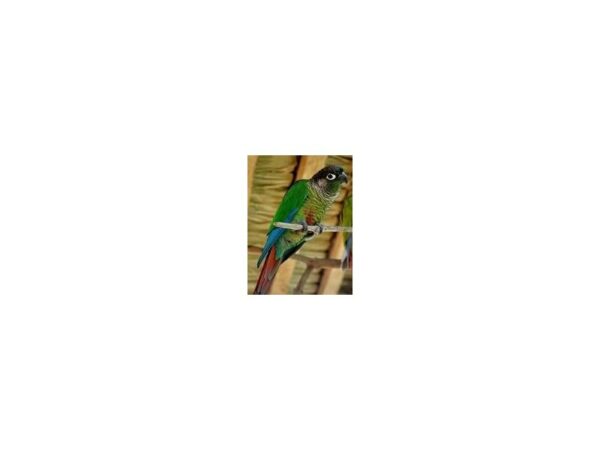[#16] varied Green Cheek Conure Birds For Sale