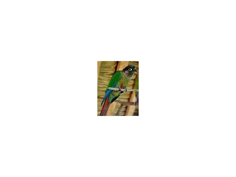 Green Cheek Conure - 16 Image #1