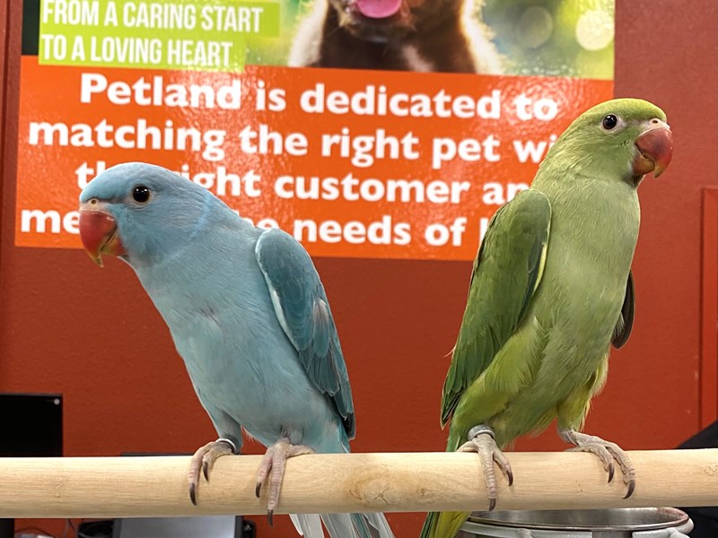 Indian Ringneck Parakeet - 24 Image #1