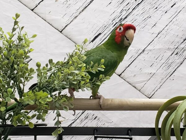 [#23613] Female Mitred Conure Birds For Sale