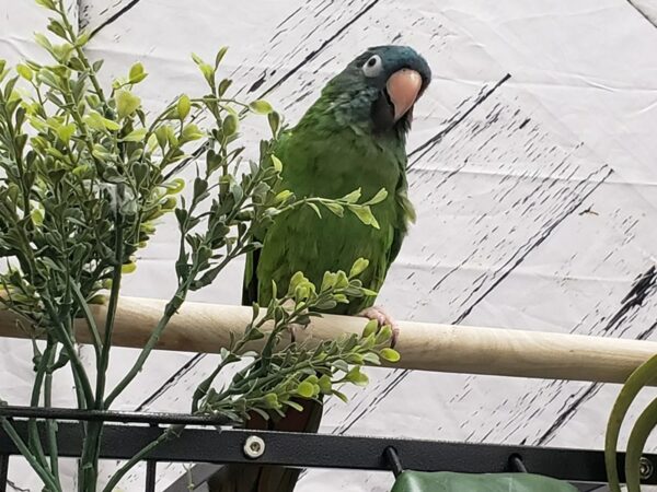 [#24987] Female Blue Crowned Conure Birds For Sale