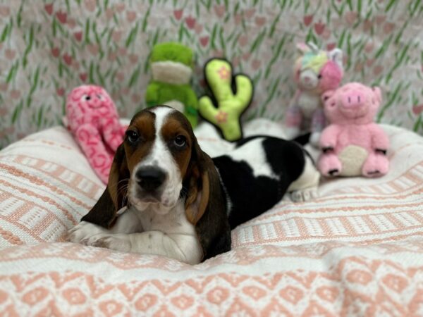 Basset Hound Dog Male Black White / Tan 26711 Petland Las Vegas, Nevada