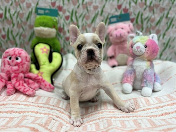 French Bulldog-Dog-Female-Cream-26726-Petland Las Vegas, Nevada