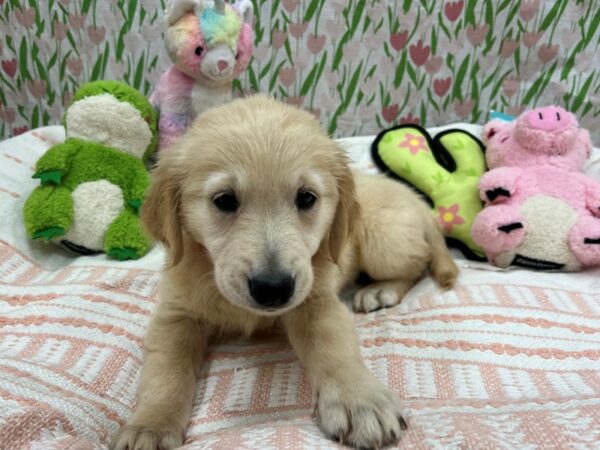 Golden Retriever Dog Female Cream 26728 Petland Las Vegas, Nevada