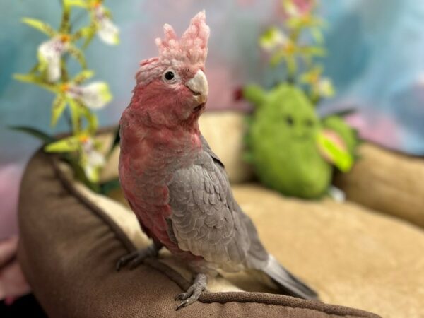 Rose Breasted Cockatoo Bird Female Grey 26622 Petland Las Vegas, Nevada