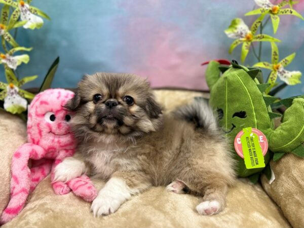 Pekingese Dog Female Fawn Sable 26749 Petland Las Vegas, Nevada