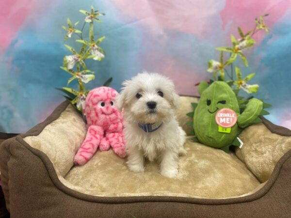 Maltese-Dog-Male-White-26748-Petland Las Vegas, Nevada