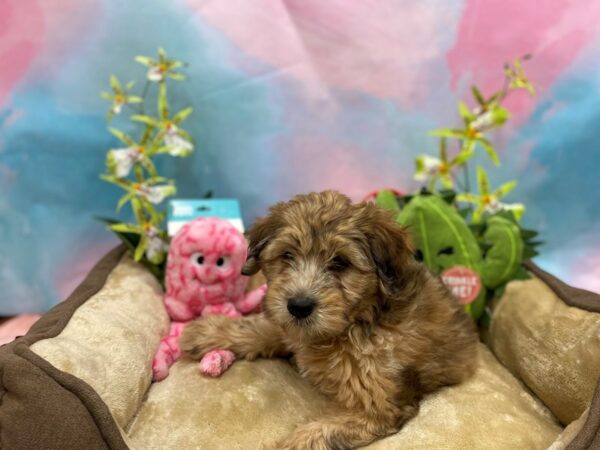 Poodle/Soft Coated Wheaten Terrier-Dog-Female-Wheaten Merle-26756-Petland Las Vegas, Nevada