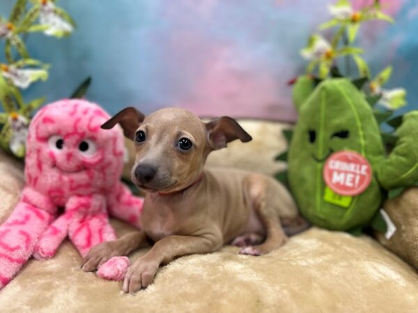 Italian Greyhound Dog Female Blue Fawn 26747 Petland Las Vegas, Nevada