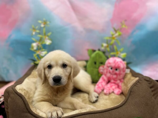 Golden Retriever Dog Male Golden 26760 Petland Las Vegas, Nevada