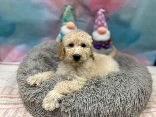 F1B Goldendoodle Dog Female Apricot 26776 Petland Las Vegas, Nevada