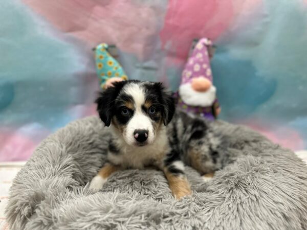 Australian Shepherd Dog Male Blue Merle White and Tan 26764 Petland Las Vegas, Nevada