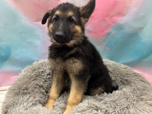 German Shepherd Dog-Dog-Female-Black / Tan-26774-Petland Las Vegas, Nevada