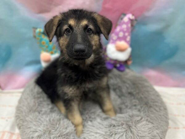 German Shepherd Dog-Dog-Male-Black / Tan-26775-Petland Las Vegas, Nevada