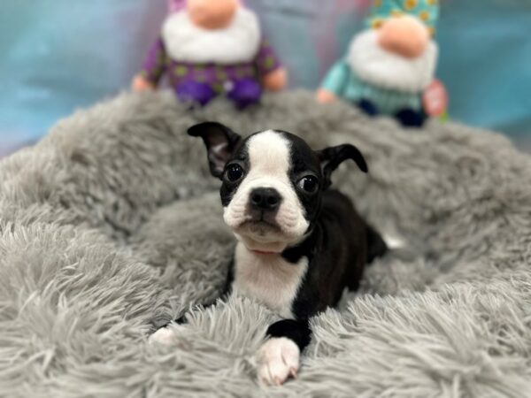 Boston Terrier Dog Female Brindle / White 26766 Petland Las Vegas, Nevada