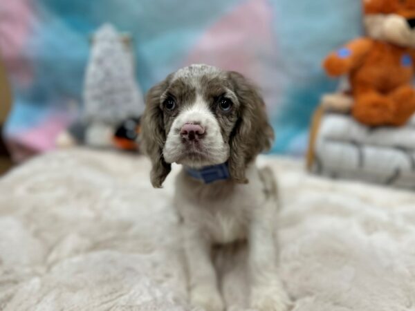 Cocker Spaniel Dog Male Blue Roan 26786 Petland Las Vegas, Nevada