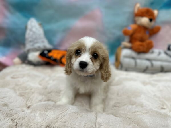 Bichon Frise/Cavalier King Charles Spaniel Dog Male White and Apricot 26787 Petland Las Vegas, Nevada