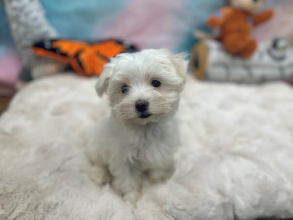 Maltese-Dog-Female-White-26789-Petland Las Vegas, Nevada