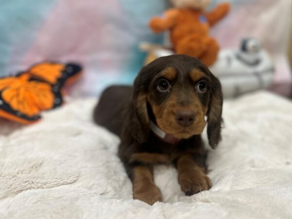 Dachshund Dog Female Chocolate / Tan 26791 Petland Las Vegas, Nevada