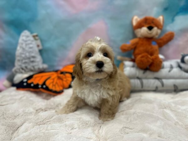 F1b Cockapoo-Dog-Male-Apricot-26793-Petland Las Vegas, Nevada