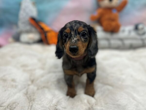 Dachshund Dog Female Black / Tan 26795 Petland Las Vegas, Nevada