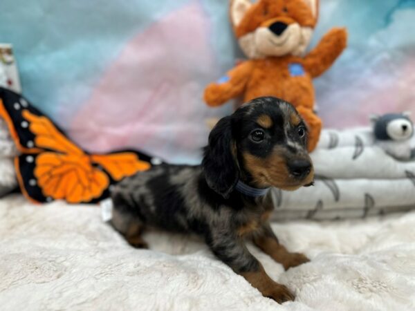 Dachshund Dog Male Black / Tan 26796 Petland Las Vegas, Nevada