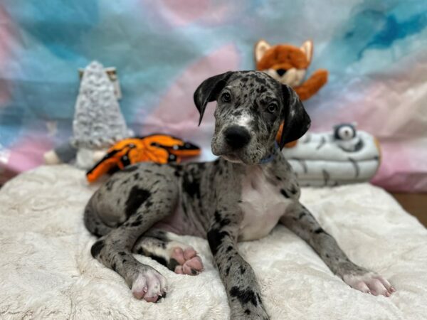 Great Dane Dog Male Merle 26788 Petland Las Vegas, Nevada