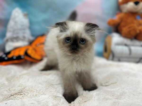 Scottish Fold-Cat-Male--26804-Petland Las Vegas, Nevada