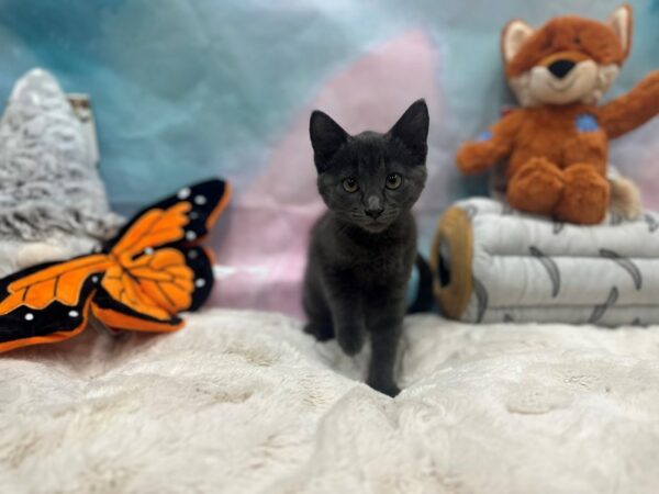 Russian Blue-Cat-Female--26802-Petland Las Vegas, Nevada