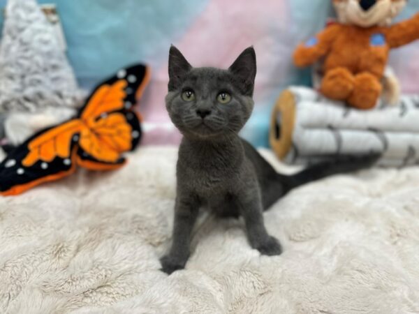 Russian Blue-Cat-Female--26801-Petland Las Vegas, Nevada