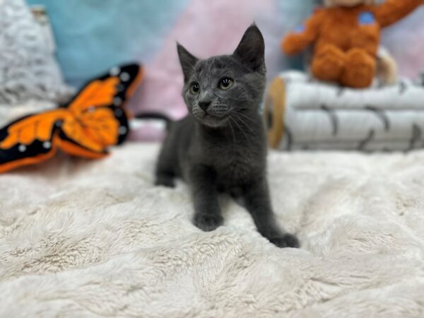 Russian Blue-Cat-Male--26800-Petland Las Vegas, Nevada