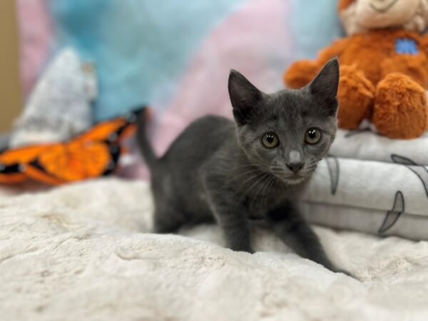 Russian Blue-Cat-Female--26803-Petland Las Vegas, Nevada