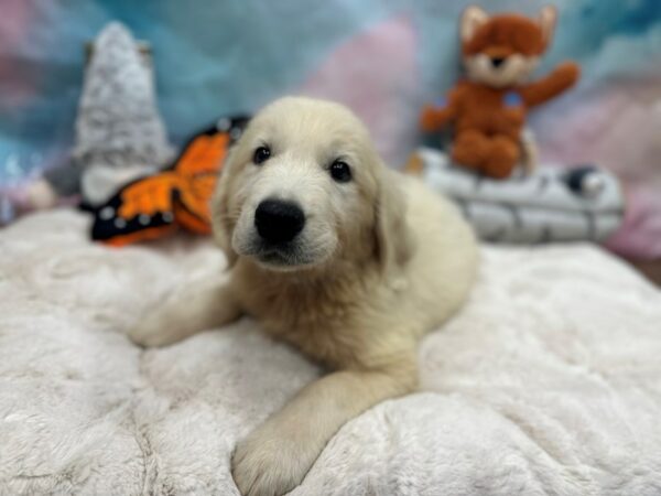 English Cream Golden Retriever-Dog-Male-Cream-26798-Petland Las Vegas, Nevada