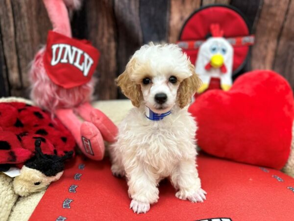 Poodle Dog Female Apricot 26811 Petland Las Vegas, Nevada