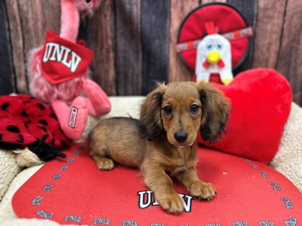 Dachshund Dog Male Red Sable 26806 Petland Las Vegas, Nevada