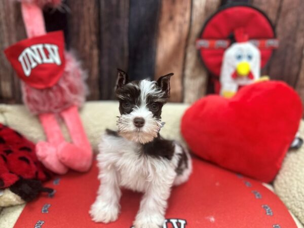 Miniature Schnauzer Dog Male Chocolate / Tan 26808 Petland Las Vegas, Nevada