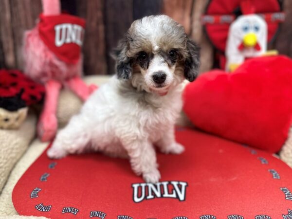 Poodle Dog Female White Blue Merle / Tan 26810 Petland Las Vegas, Nevada